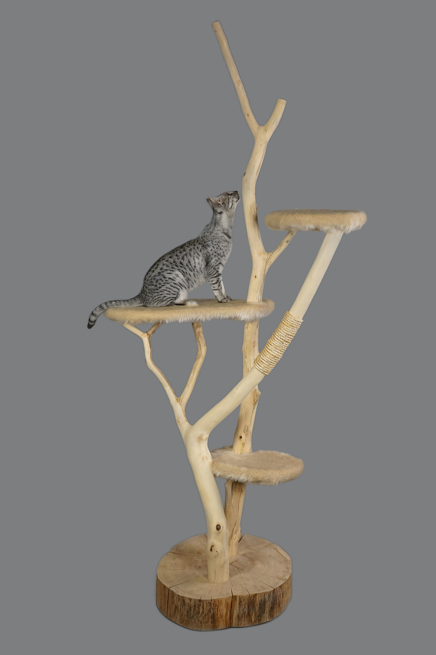 cat furniture, cat, scratching post