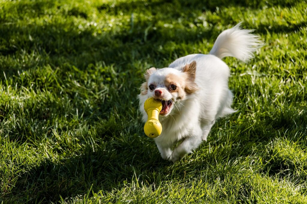 chihuahua, dog, long-haired hihuahua